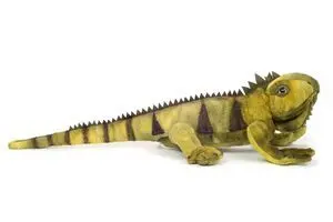 Iguana