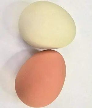 Huevo Saltarino