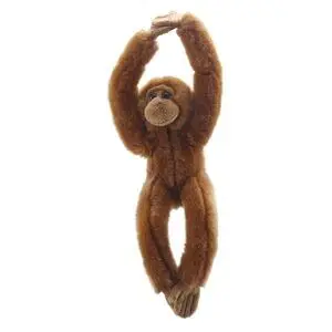 Orangutan