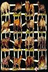 Cromos de Picar Animales Salvajes Purpurina (7276)